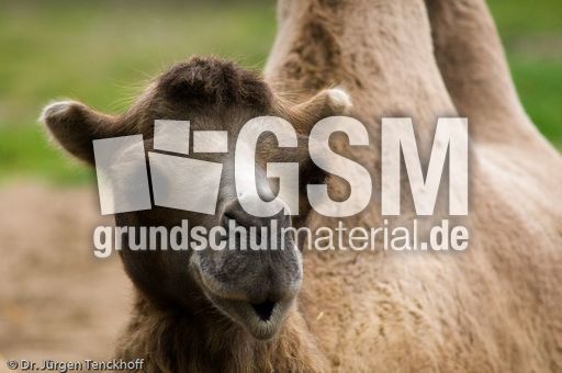 Kamel (31 von 108).jpg